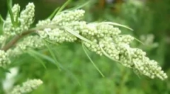 Ploče i ostalo bilje iz posteljine u stanu